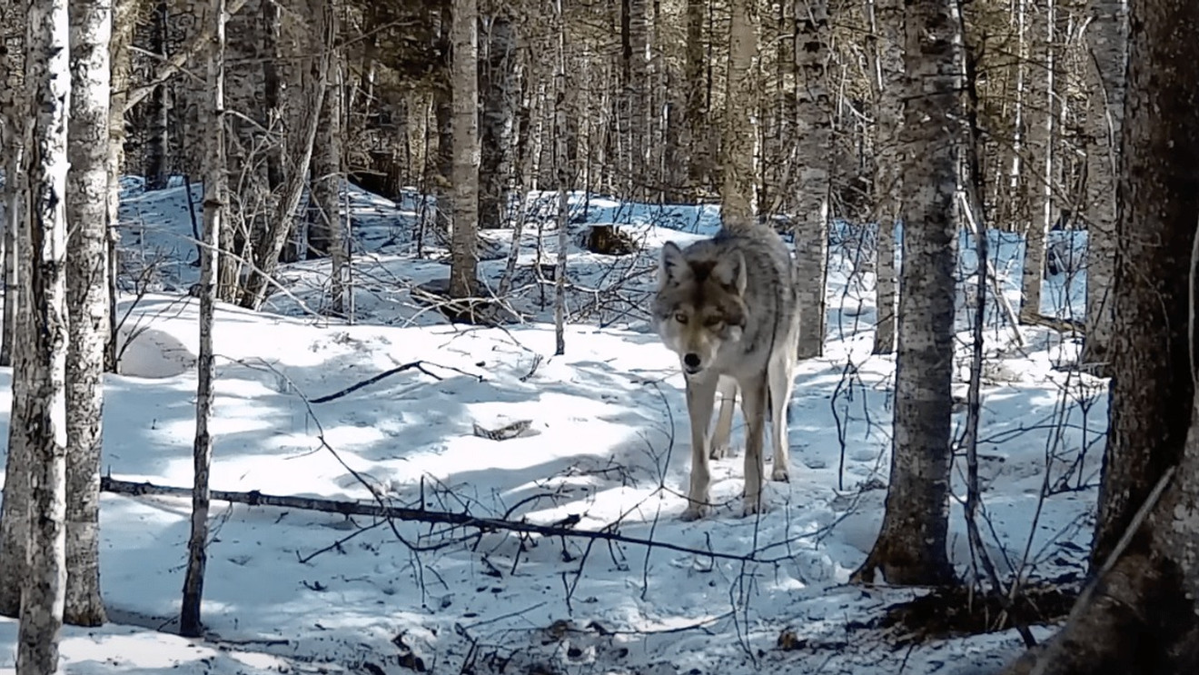 New photo evidence of a canine in northern Maine re-ignites debate over presence of wolves in the state.