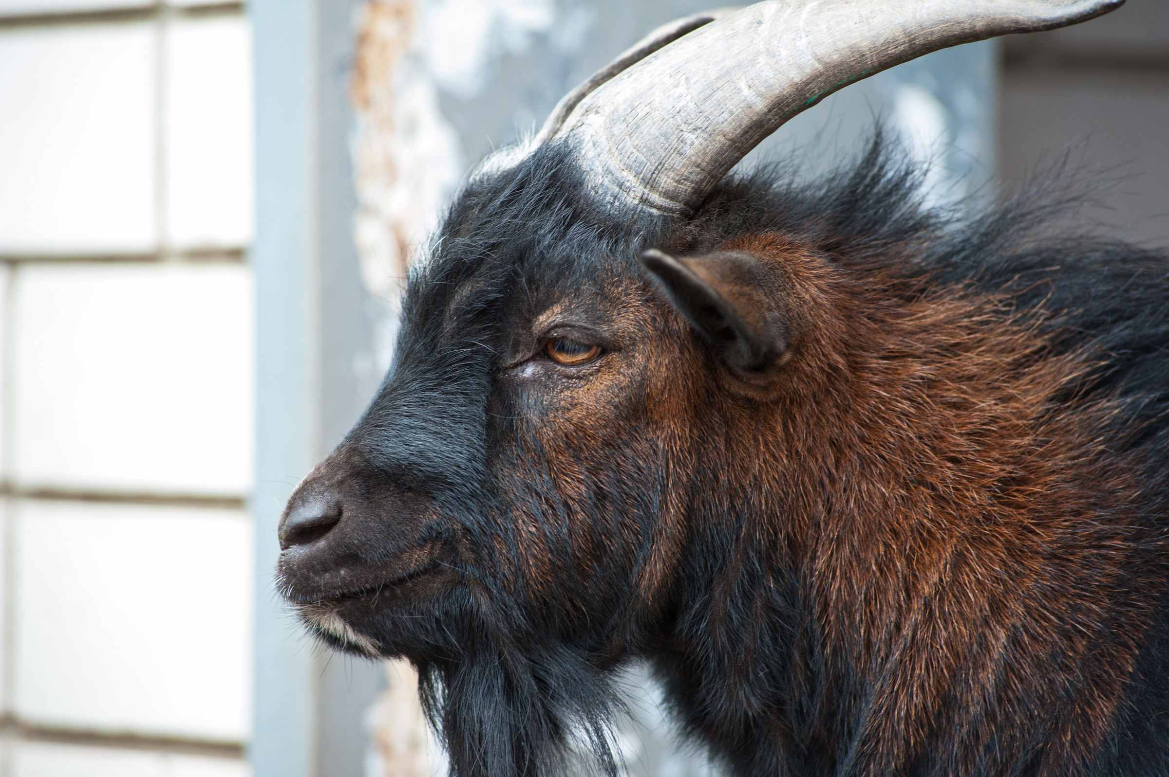 Search for escaped ram continues in Cape Elizabeth