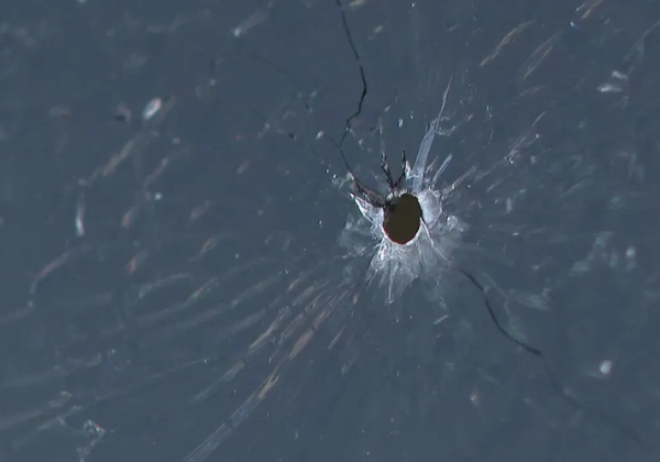 Police looking for suspects in drive-by pellet gun shootings in the Gorham area
