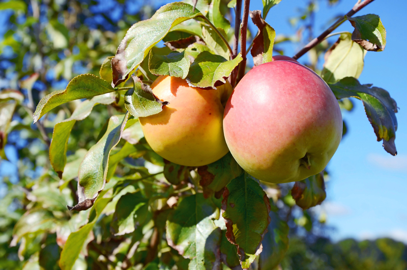 Maine’s apple growers yield worst harvest in over a decade