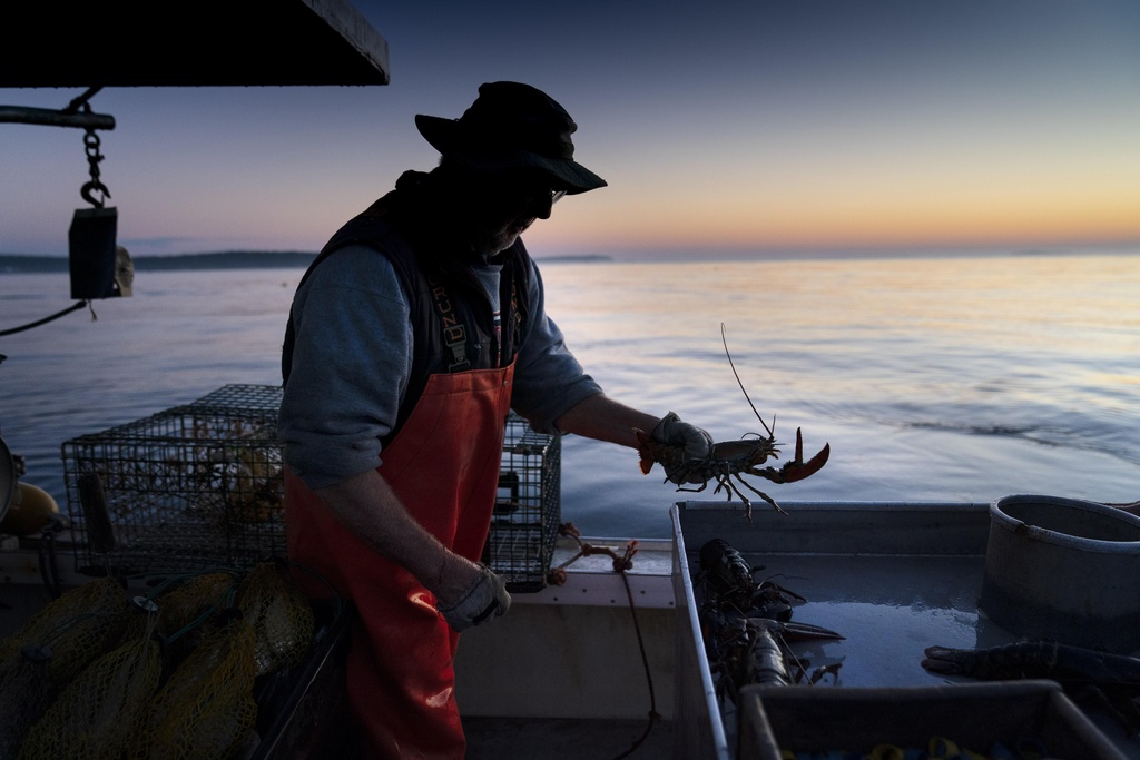 Maine lobster catch dips to lowest level since 2009 as fishers grapple with climate change, whale rules