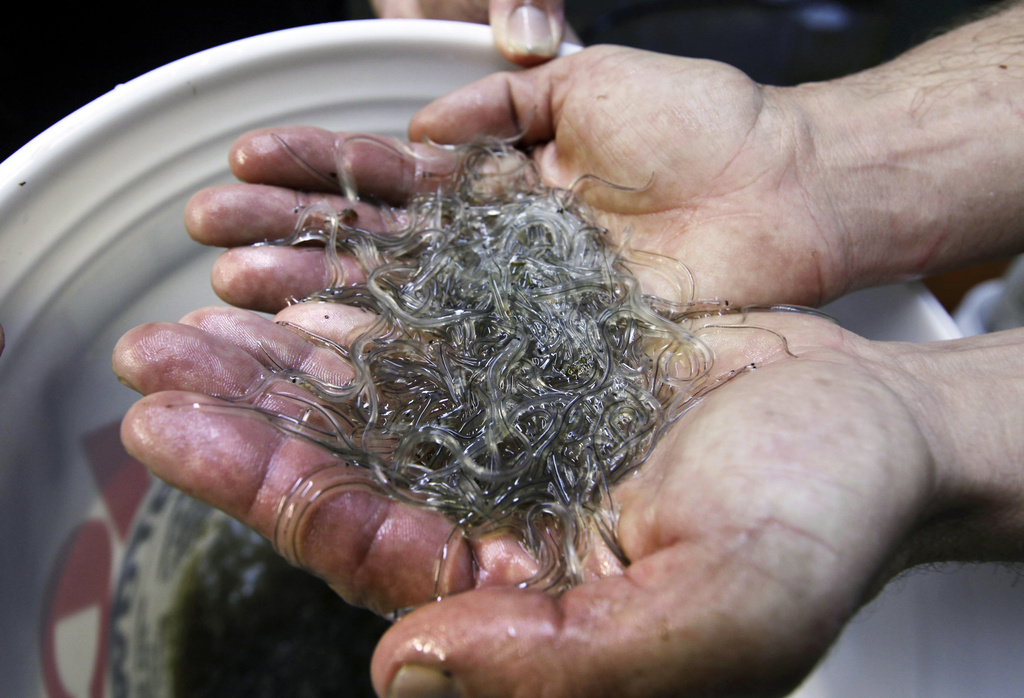Plan to keep elver quota at current level would benefit Maine fisherman