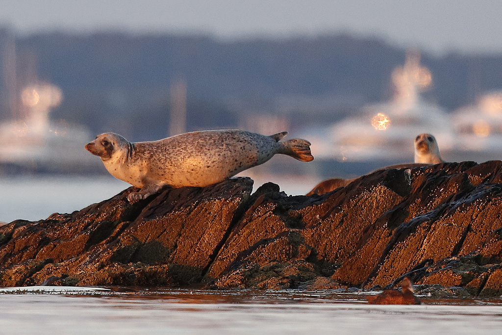 Bird flu is decimating seal colonies. Scientists don’t know how to stop it