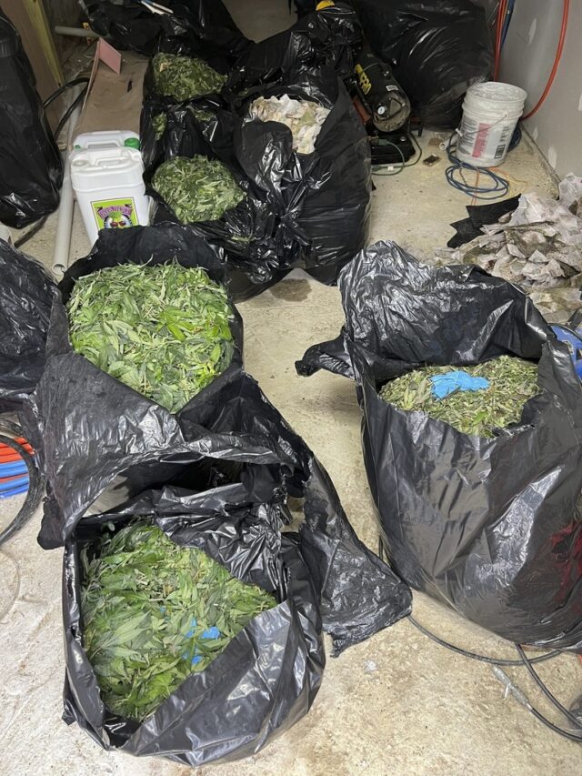 Marijuana grow busted in Maine as feds investigate trend in 20 states