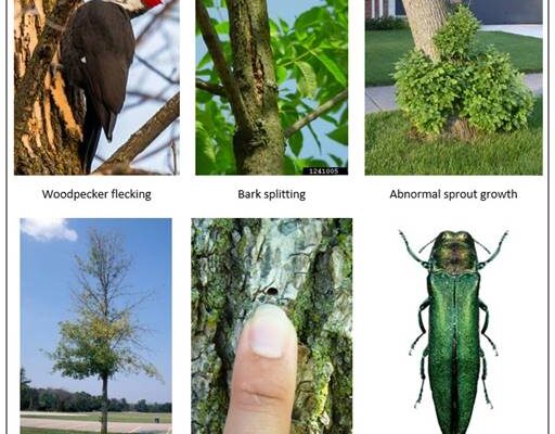 South Portland Will Try to Rid City Trees of Invasive Insect ...