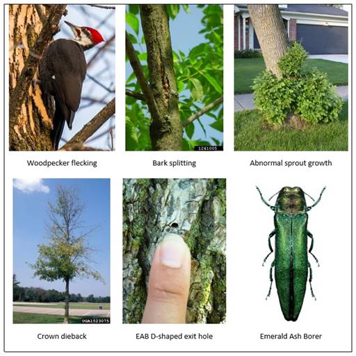 South Portland Will Try to Rid City Trees of Invasive Insect