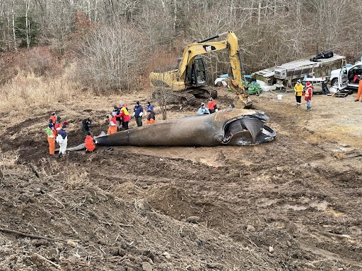 Federal officials say whale found dead in Massachusetts was entangled in Maine fishing gear