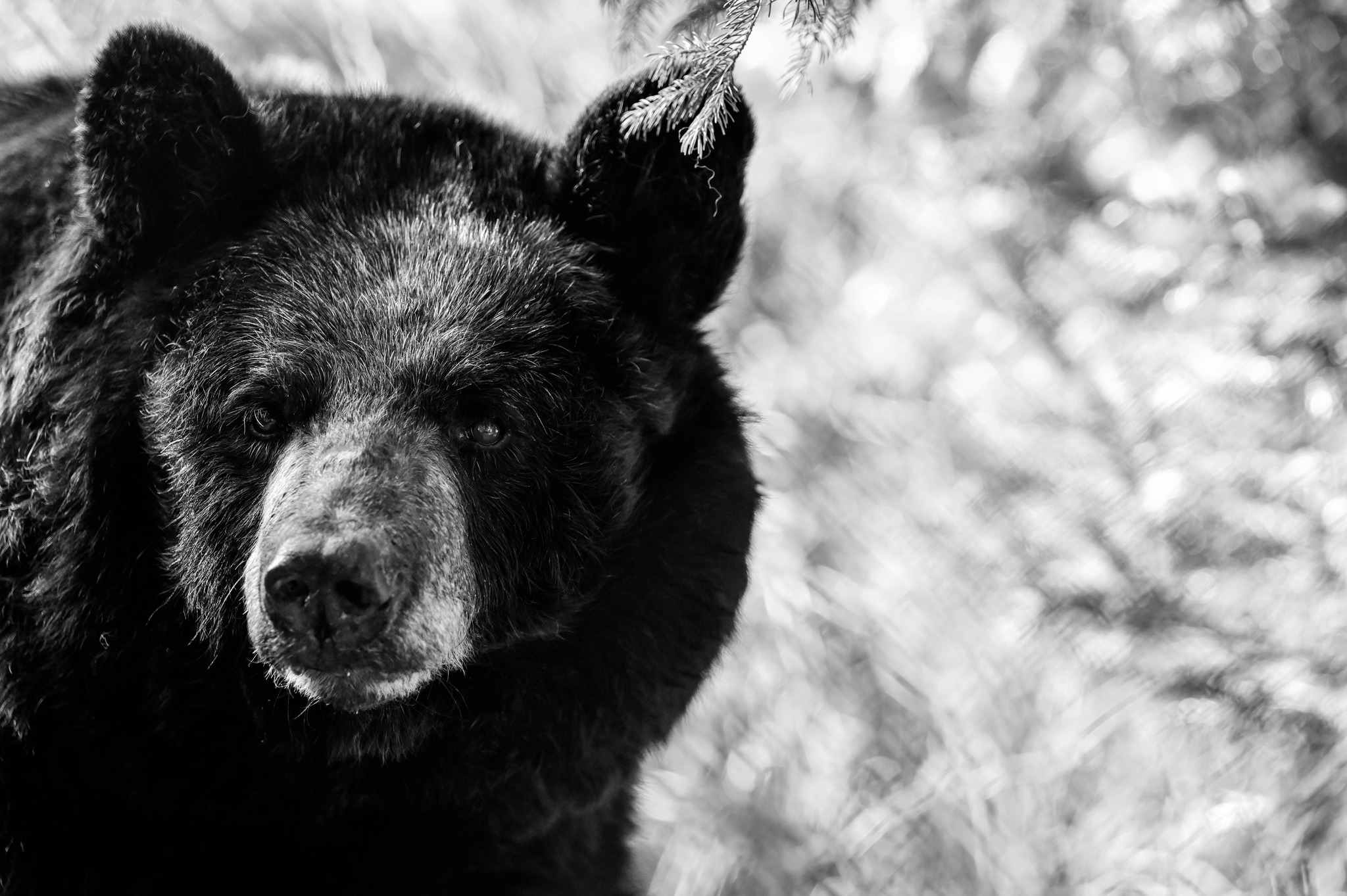 Popular Bear at Maine Wildlife Park Passes Away