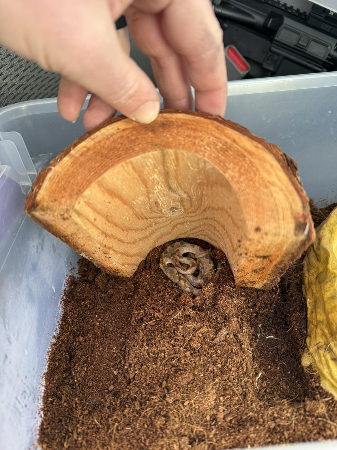 Venomous Snake Found with Bananas at NH Grocery Stores