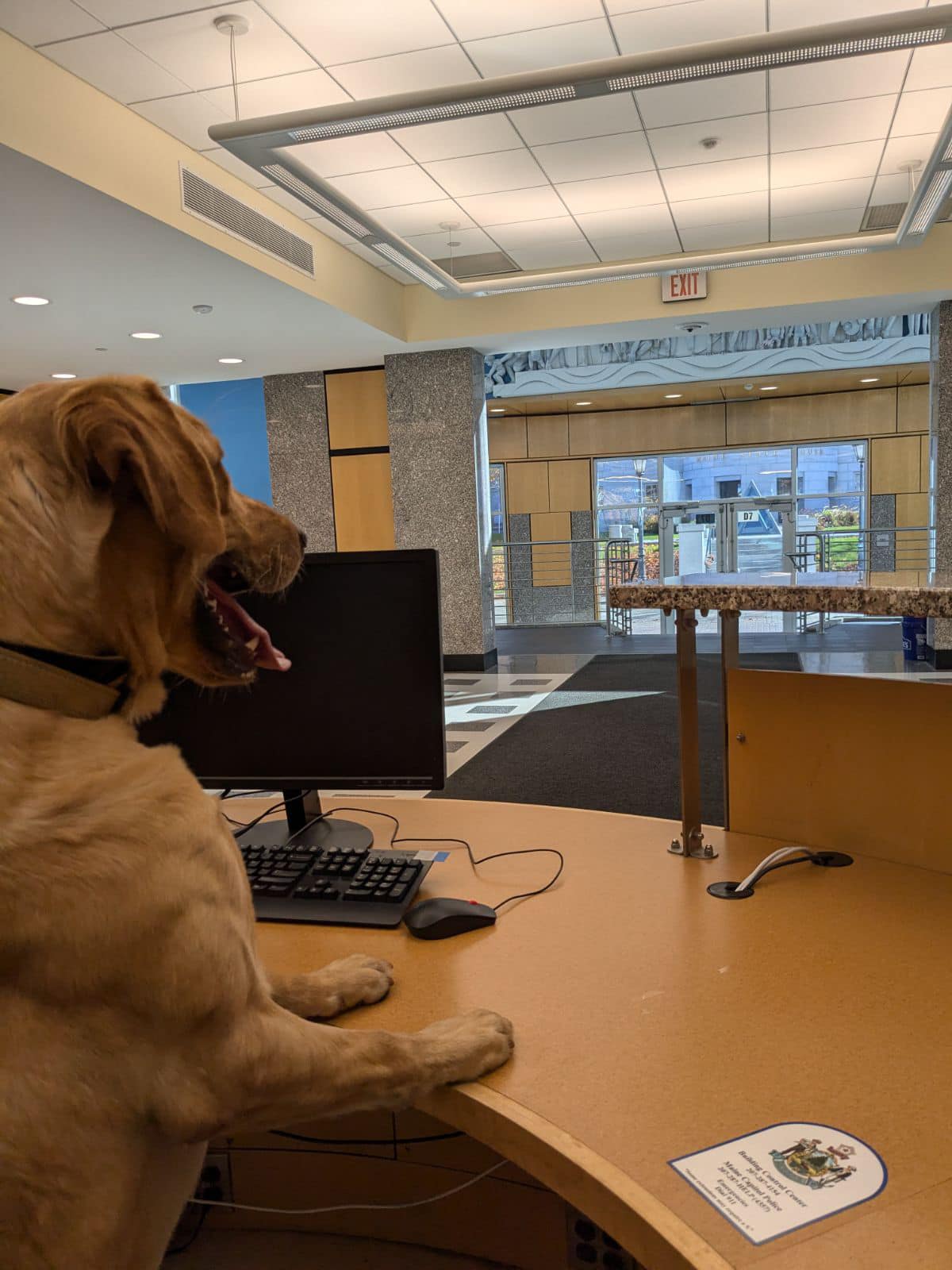 Maine Capitol Introduce Bomb Sniffing Dog, A Retriever
