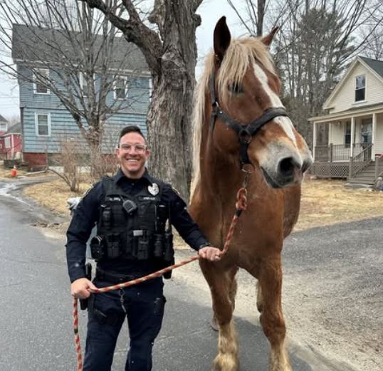 Galloping Horses Rounded Up on Topsham Street