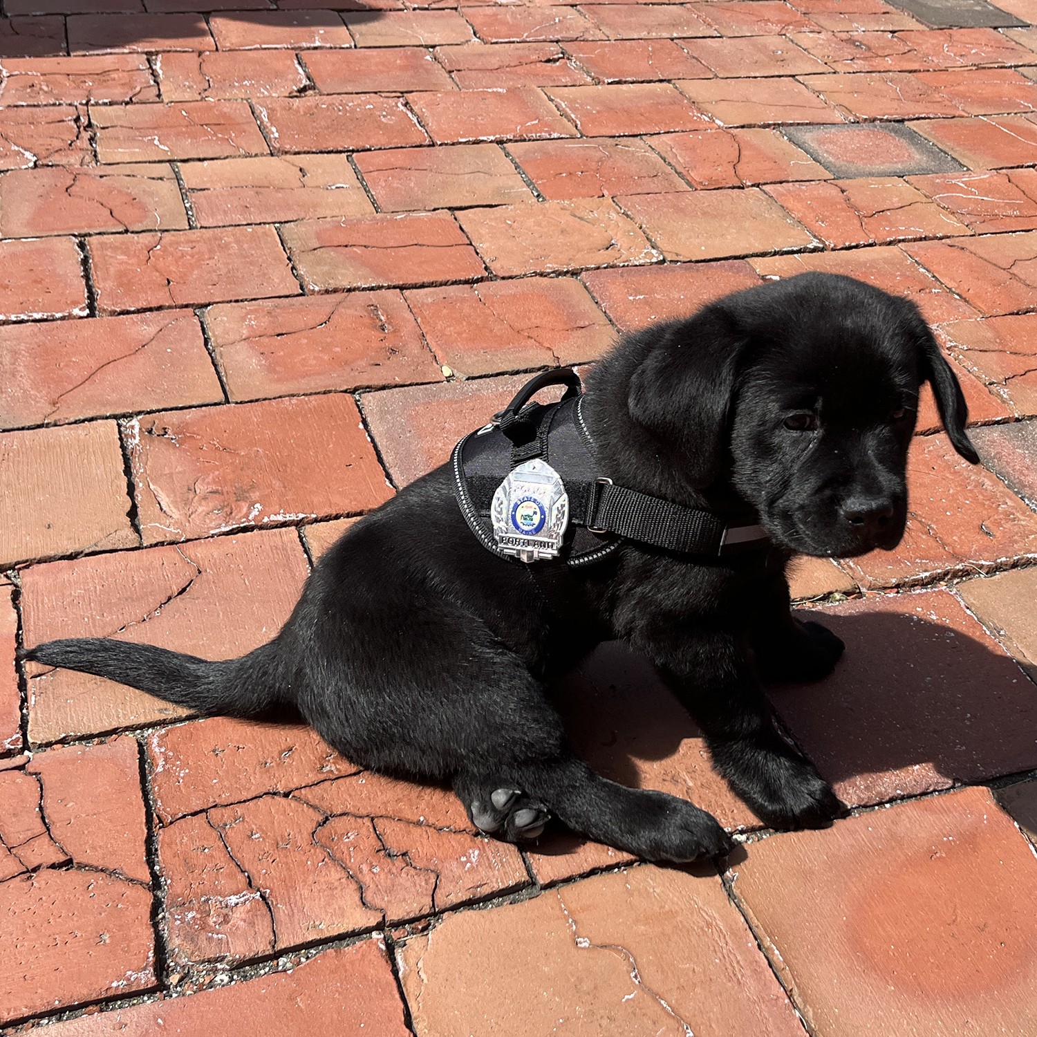 Portland Police Acquire New “Comfort” Dog