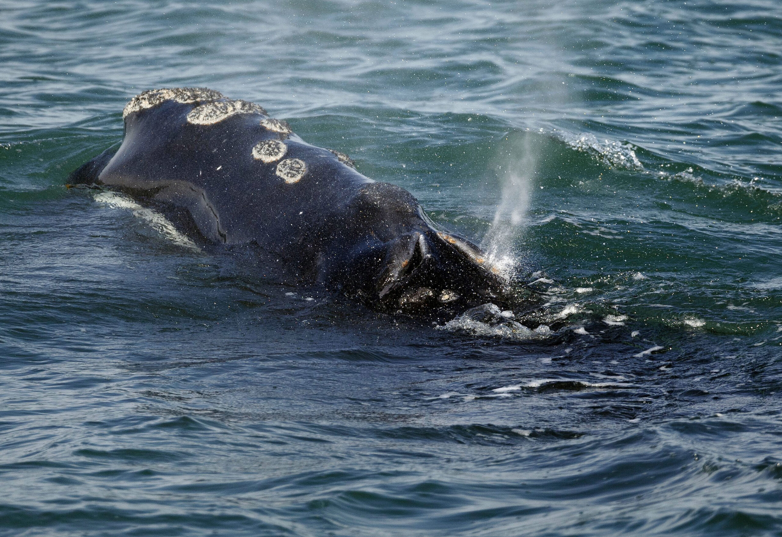Endangered Whales Gave Birth to Few Babies as Population Declines