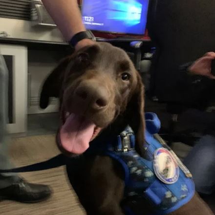 Maine’s First Comfort Dog Found Dead Inside State Vehicle