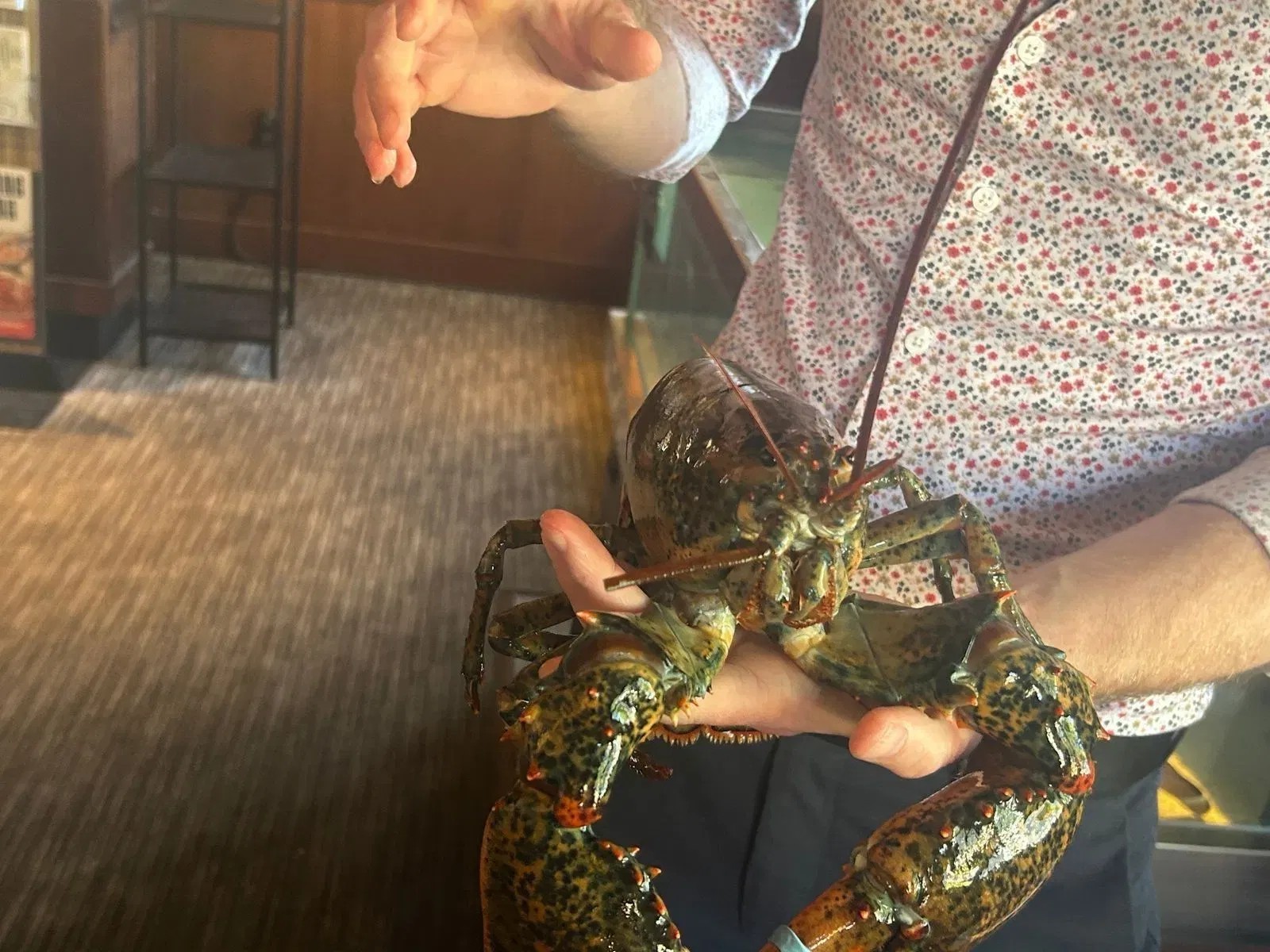 A Pregnant Lobster Found at a Utah Red Lobster, Doesn’t Make It to Portland Alive