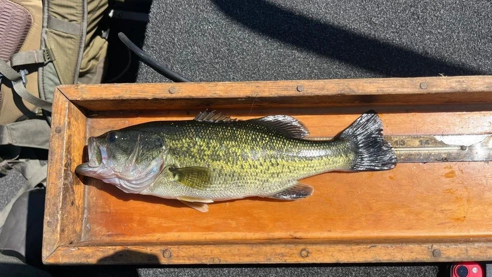 Officials offer $6,000 reward for information about bass fish illegally placed in Maine lake