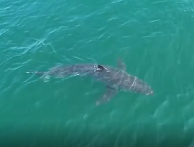 Great White Sharks Head North to Maine, Following Seals, Alarming Beachgoers