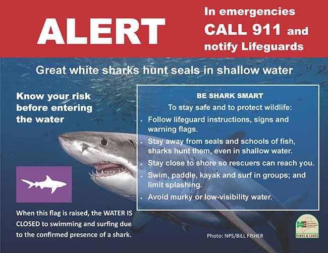 Another Great White Shark Sighting, This Time Off the Coast of Georgetown