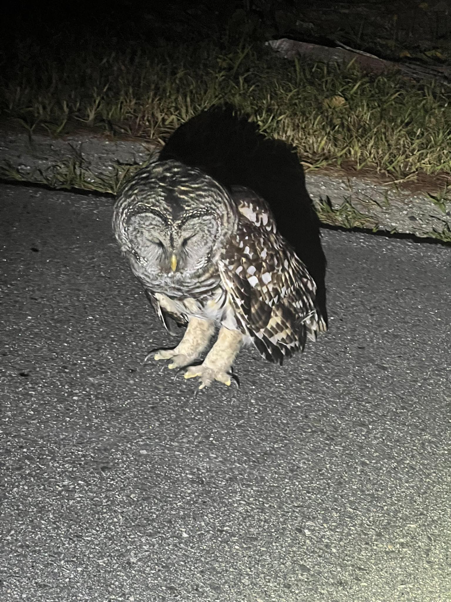 Cumberland Police Rescue Injured Barred Owl