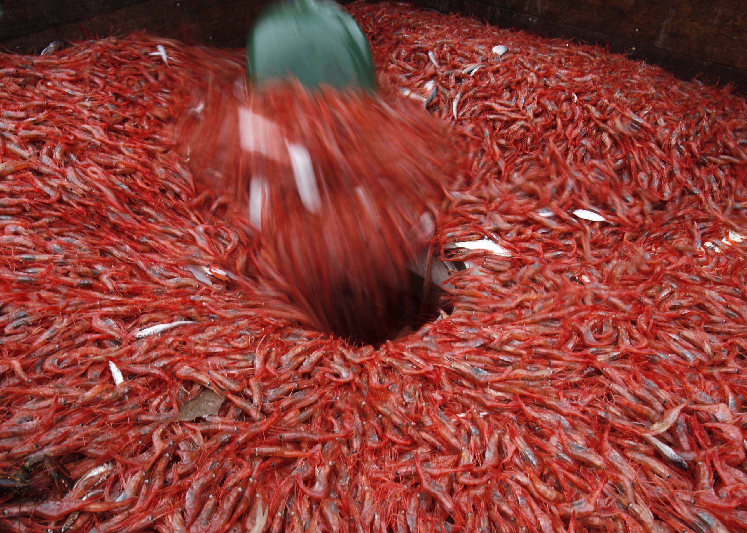 Maine Shrimp Industry Struggling, With Fishermen Catching Few in 2025
