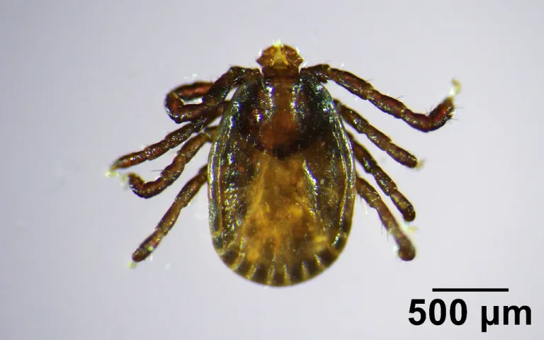Invasive, disease-carrying tick found in Maine, the farthest northeast it has been spotted (AP)