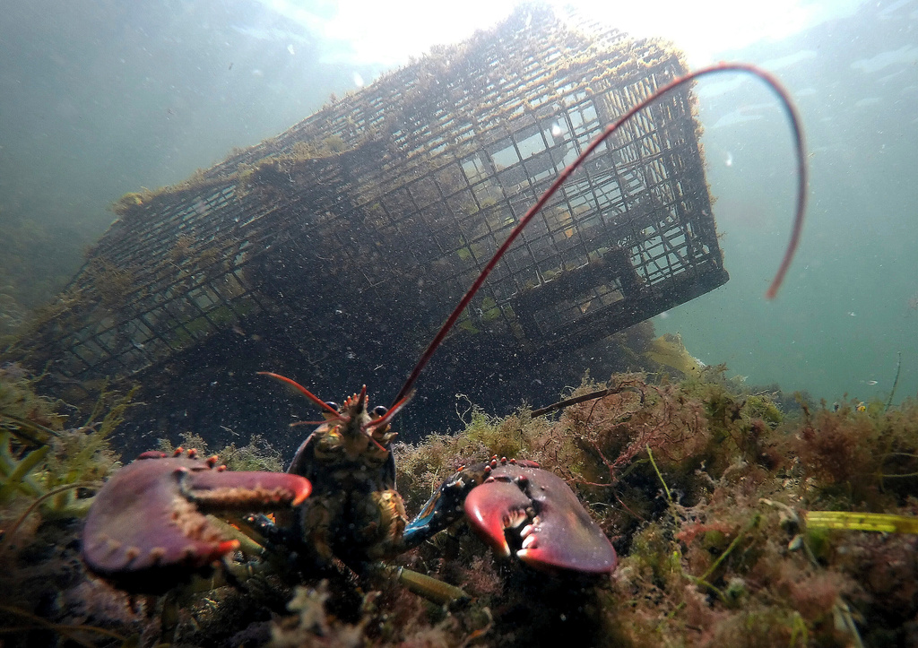 Lobster Population Drops in New England, Overfishing Declared Lobster Population Drops in New England, Overfishing Declared