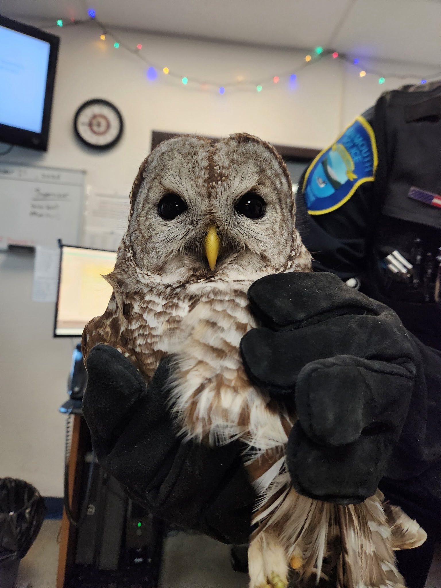 Owl Rescued on Lake West of Augusta Owl Rescued on Lake West of Augusta