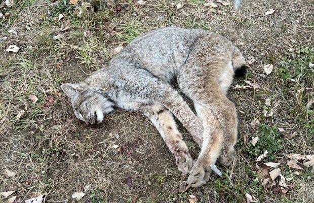 Wardens offer $3,000 reward after lynx found dead in Aroostook County