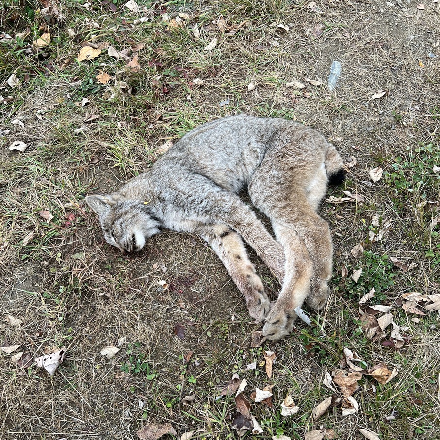 Wardens offer $3,000 reward after lynx found dead in Aroostook County