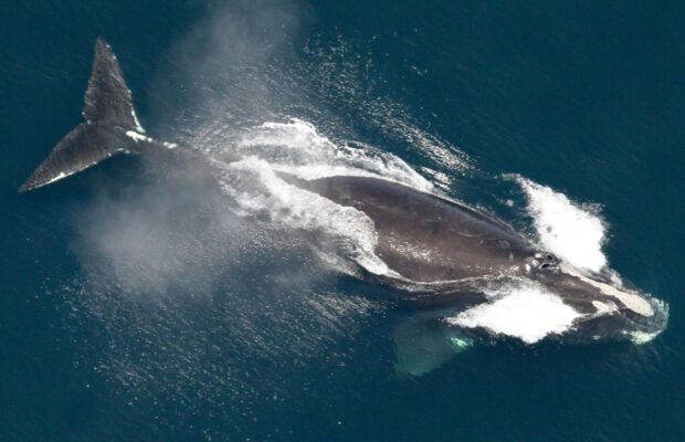 Right Whale, Found Off Maine Coast, Growing in Population
