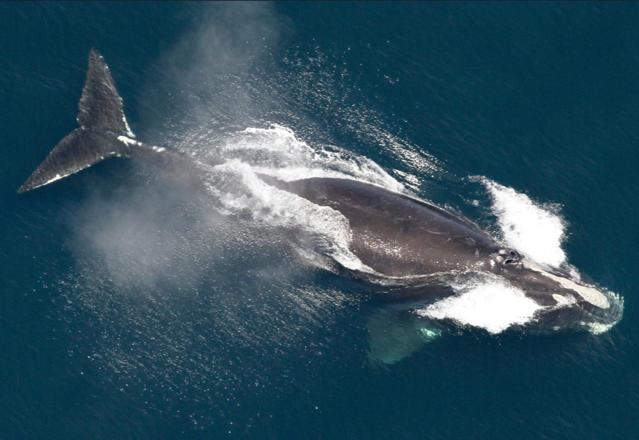 Right Whale, Found Off Maine Coast, Growing in Population
