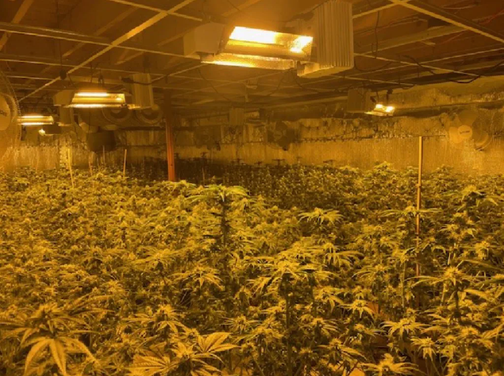 New York man accused of illegally growing marijuana in Somerset County pleads guilty New York man accused of illegally growing marijuana in Somerset County pleads guilty