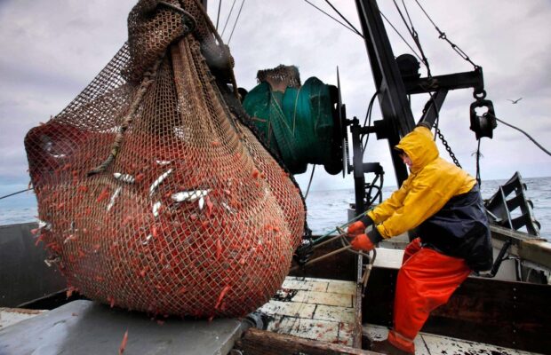 New England’s Shrimp Fishery to Shut Down for 3 More Years