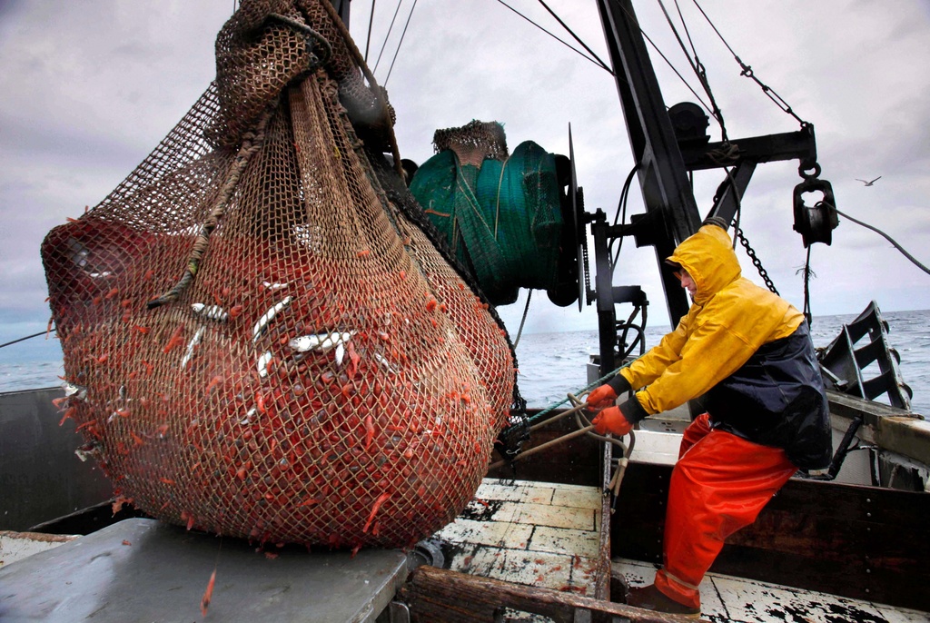 New England’s Shrimp Fishery to Shut Down for 3 More Years