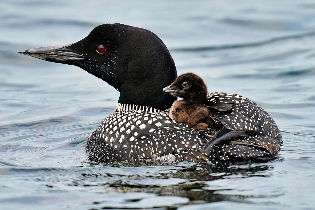 Iconic Loon Population Up in Maine Iconic Loon Population Up in Maine