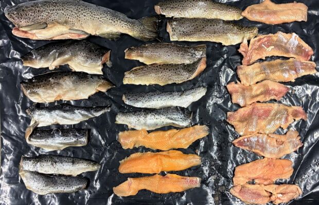 Game Wardens Cite Anglers for Illegally ‘Snagging’ Salmon in Western Maine