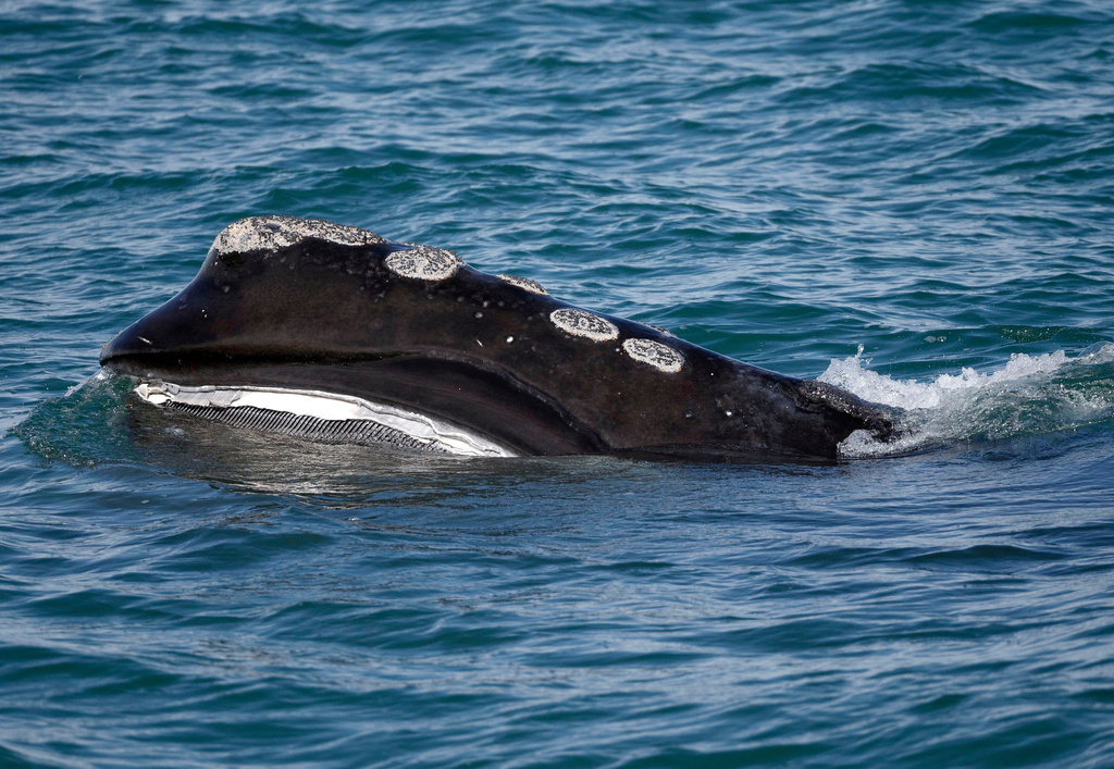 Right Whale Population Increasing, But Still Threatened