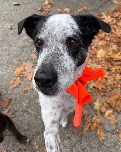 Eliot police looking for information after dog suffers injuries from lead pellet Eliot police looking for information after dog suffers injuries from lead pellet