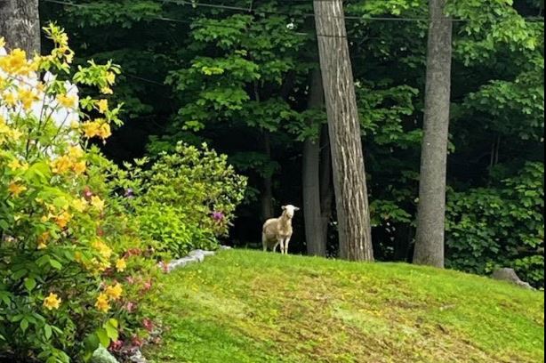 Lost Sheep Reunited With Owner in Augusta