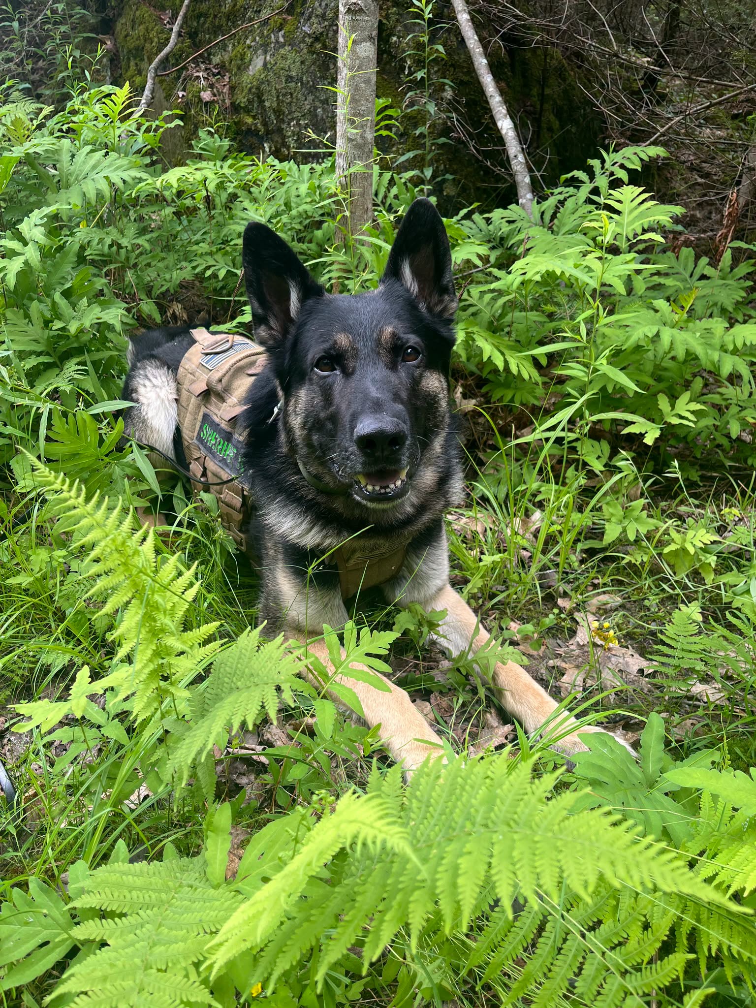 A Sheriff’s Office K-9 finds Missing Elderly Woman in Woods.