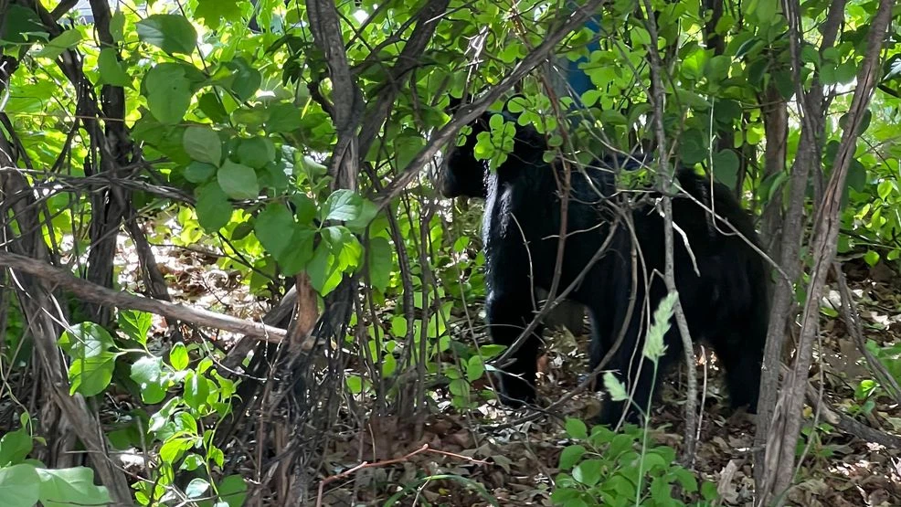 Black bear relocated after wandering through Portland’s Old Port Black bear relocated after wandering through Portland’s Old Port