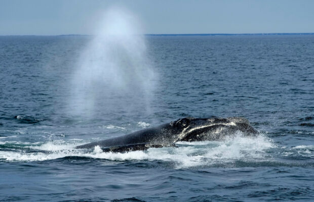 Whale Present Off Maine Shores Likely Losing New Protections