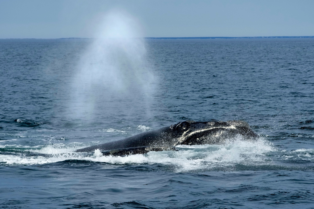 Whale Present Off Maine Shores Likely Losing New Protections