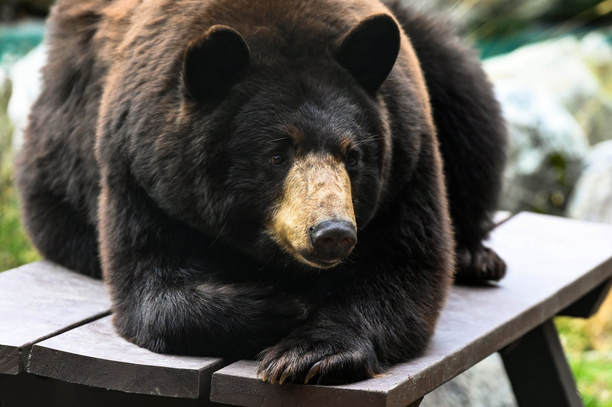 Black Bear Dies at Maine Wildlife Park Black Bear Dies at Maine Wildlife Park