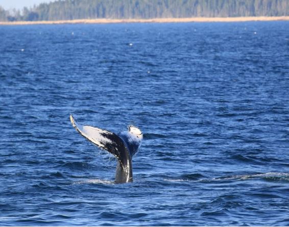 Humpback Whales Now Feeding Close to Shore in Maine