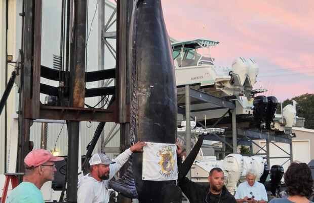 Blue Marlin Could Set East Coast Record | 98.9 WCLZ