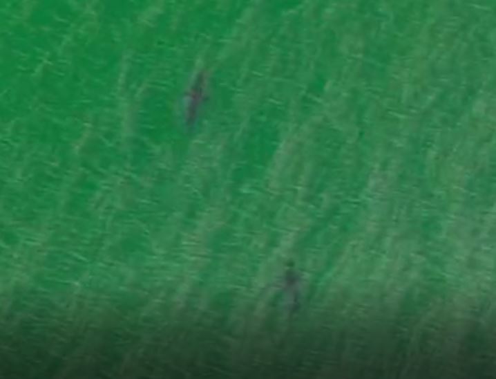 More Shark Sightings Reported in Scarborough More Shark Sightings Reported in Scarborough