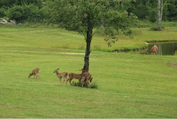 Maine Asking Residents to Join ‘Deer Spy’ Program to Gather Information