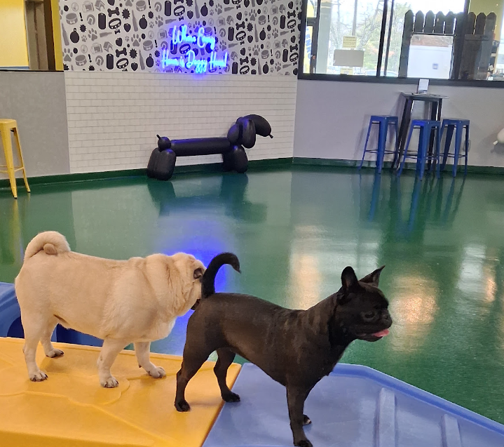 Portland Dog Park and Restaurant ‘Woof Play Eat’ Permanently Closes, Citing Lengthy City and State Delays