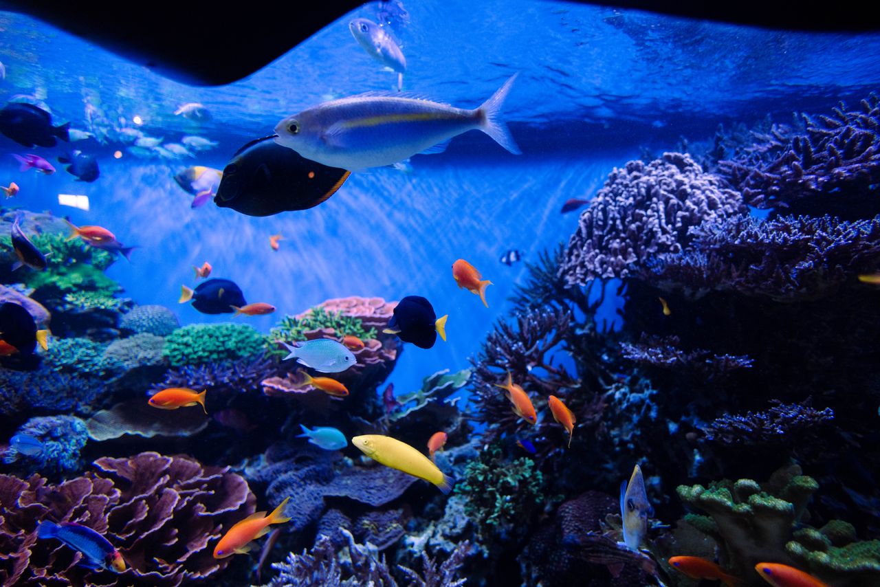 Westbrook pet store is warning that tap water could be killing fish Westbrook pet store is warning that tap water could be killing fish